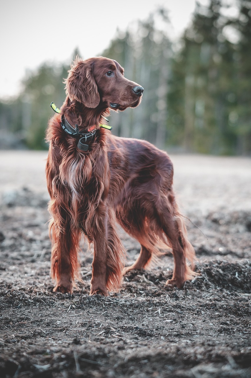 Hunting dog in field