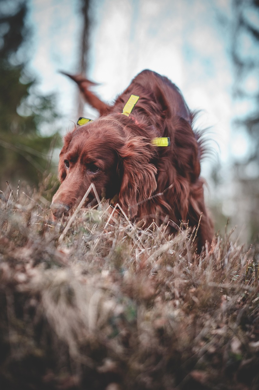 Hunting dog outdoors