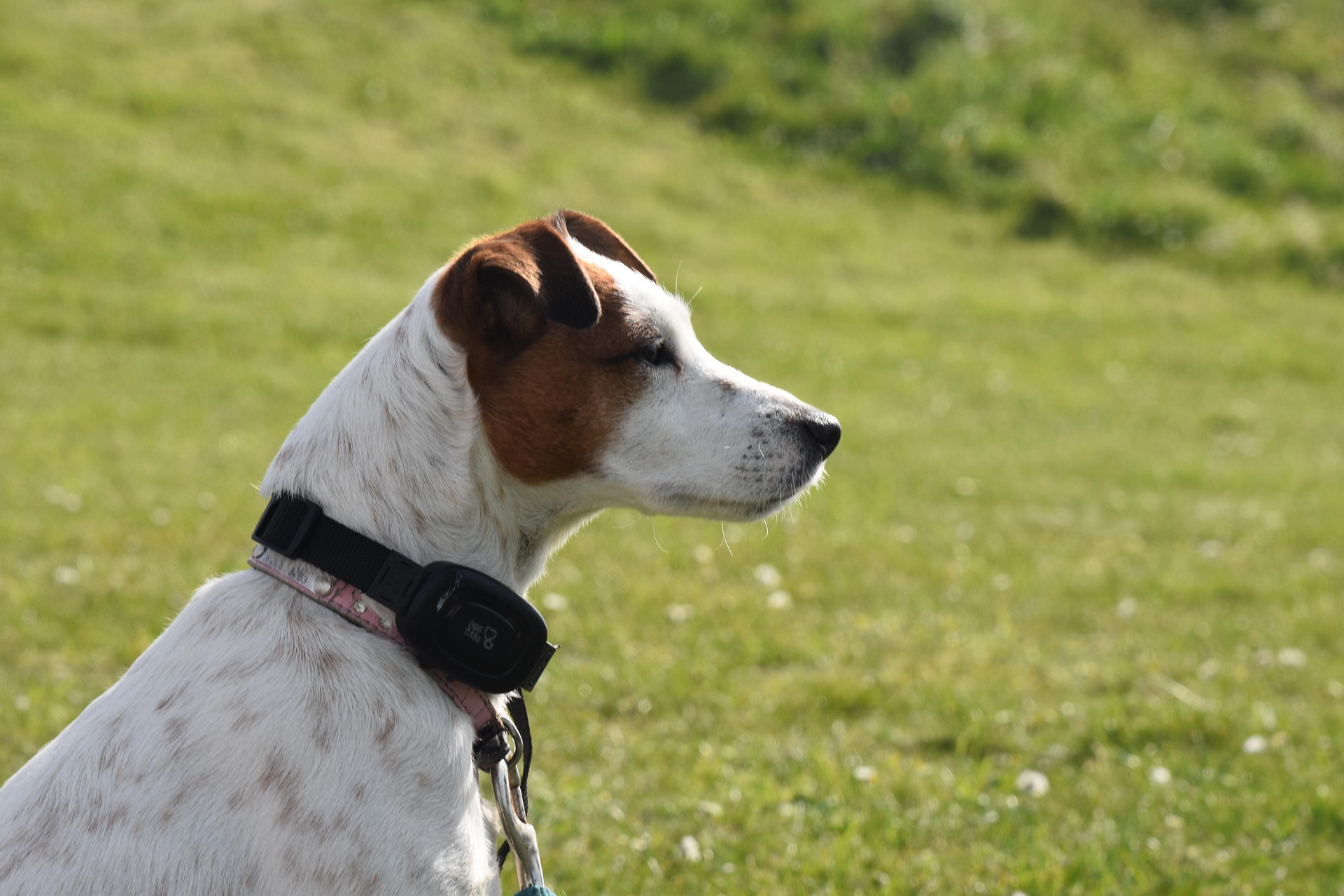 Hunting dog portrait